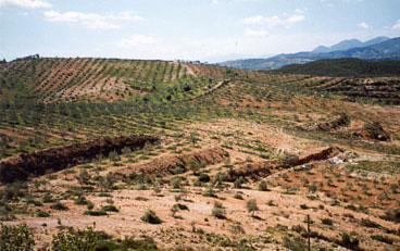 Olive orchard 